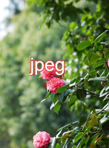 Shopify Product Three